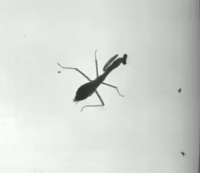 mantis strike
